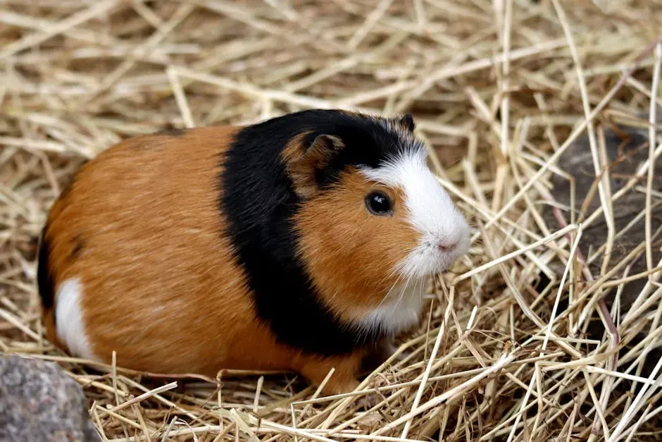 #5. Guinea Pigs (Image Credits: Pexels)