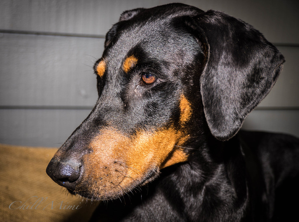 Scorpio: The Doberman Intensity (Image Credits: Flickr)
