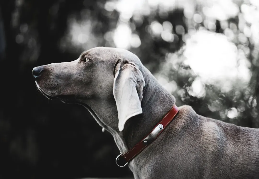 Greyhound: The Gentle Soul (Image Credits: Unsplash)