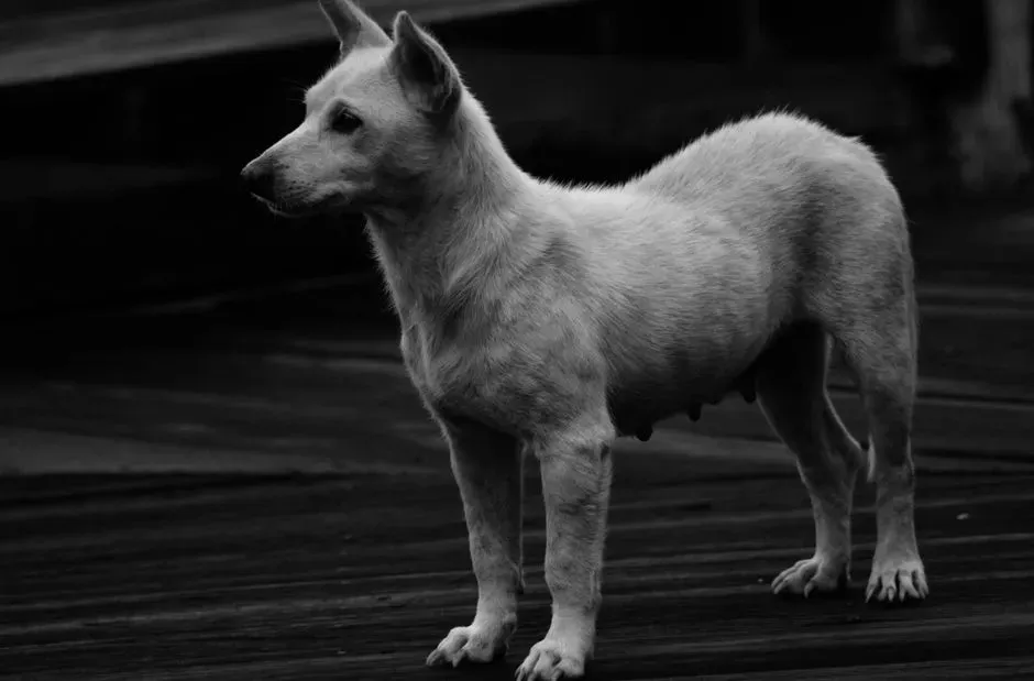The Silent Freeze: When Stillness Is the Loudest Thing in the Room (Image Credits: Pexels)