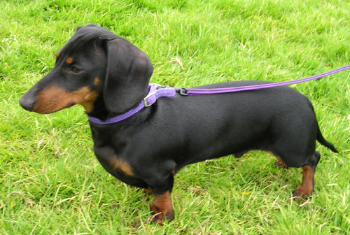 Miniature Dachshund: Small Dog, Big Heart (Image Credits: Wikimedia)