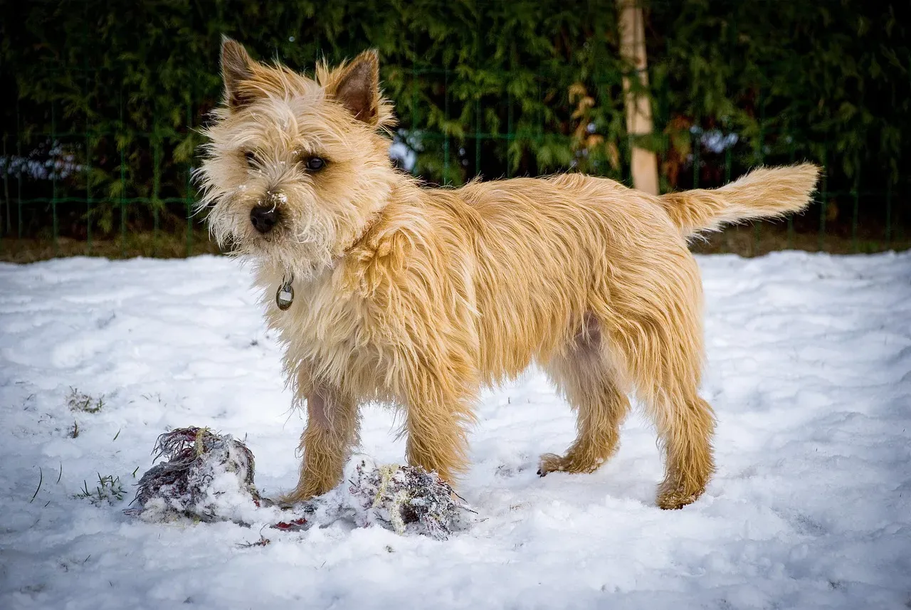 6. Cairn Terrier: Toto Wasn't Exactly a Lap Dog Either (Image Credits: Pixabay)