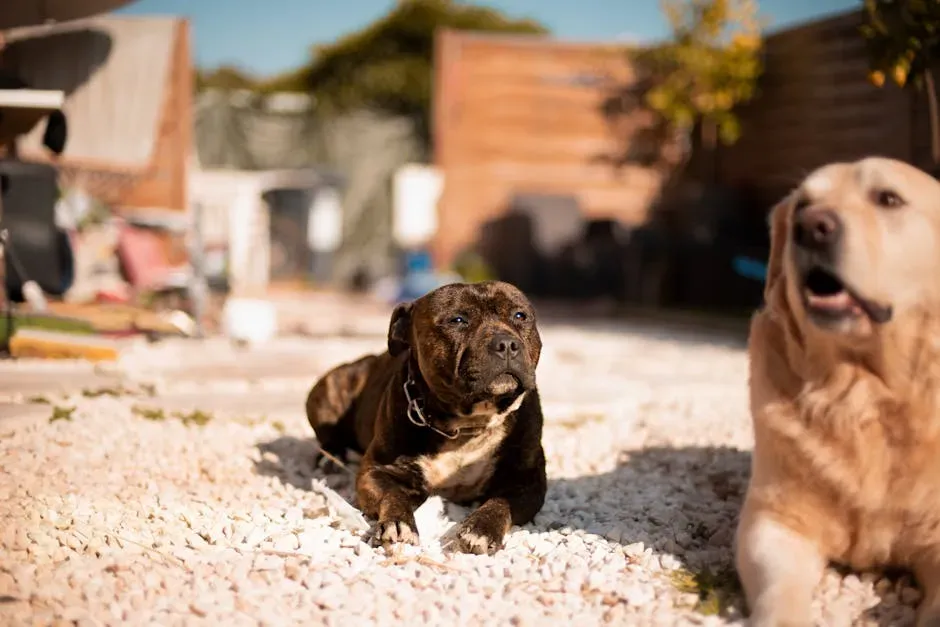 8. Staffies Are Loyal in a Way That Feels Deeply Personal (Image Credits: Pexels)