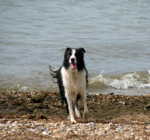 8. Border Collie (Image Credits: Wikimedia)