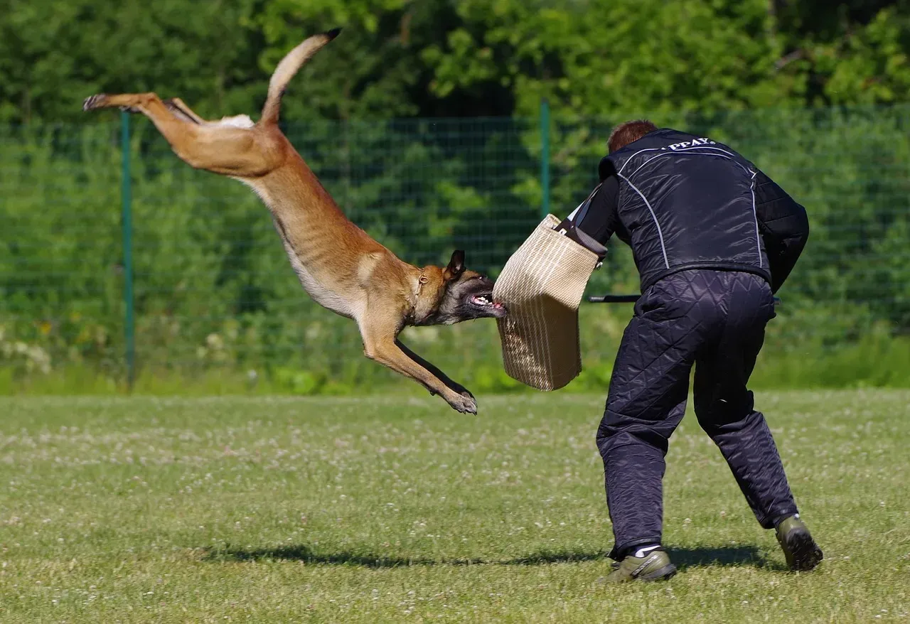 The Belgian Malinois: High Intensity With Military Precision (Image Credits: Pixabay)