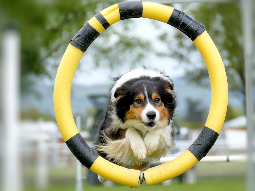 The Science of Counter-Conditioning and Desensitization (Image Credits: Unsplash)