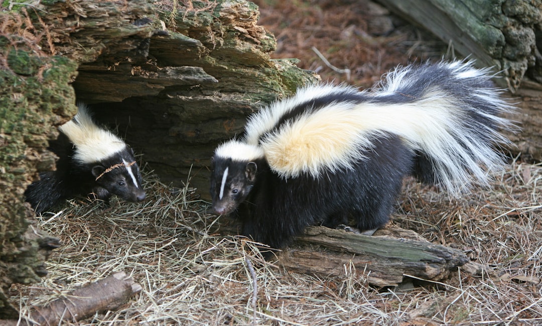 Skunks: Chemical Warfare with Disease Risks (Image Credits: Unsplash)