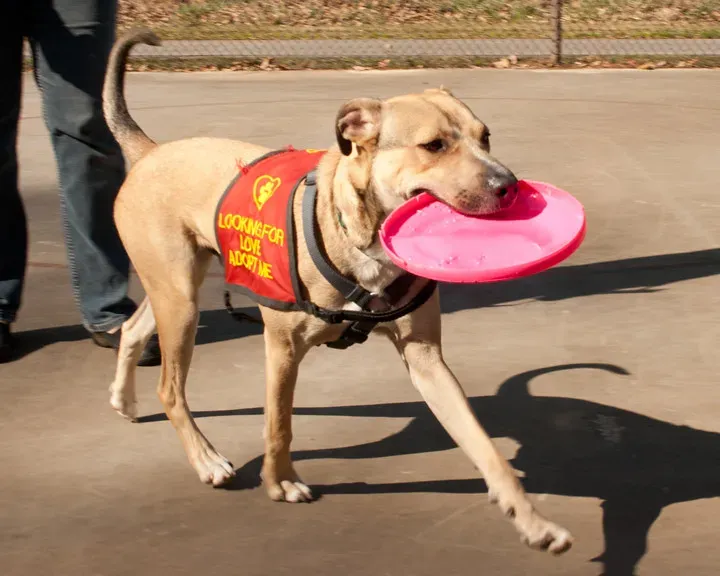 Setting Your High-Energy Dog Up for Success (Image Credits: Flickr)