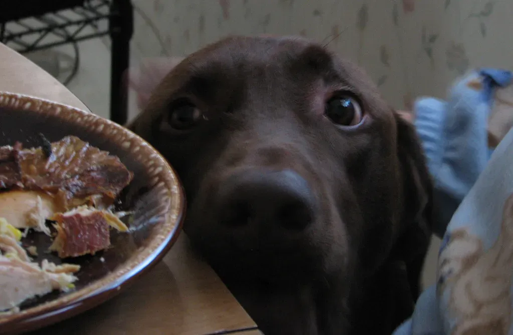 4. A Gentle, Bland Diet (chrisinphilly5448, Flickr, CC BY-SA 2.0)