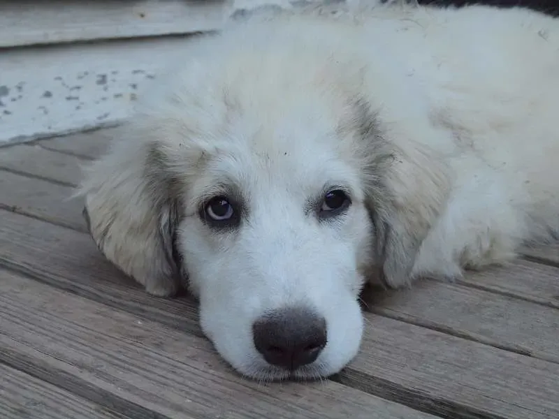 A Word on Training, Safety, and Realistic Expectations (Hunter-Desportes, Flickr, CC BY 2.0)