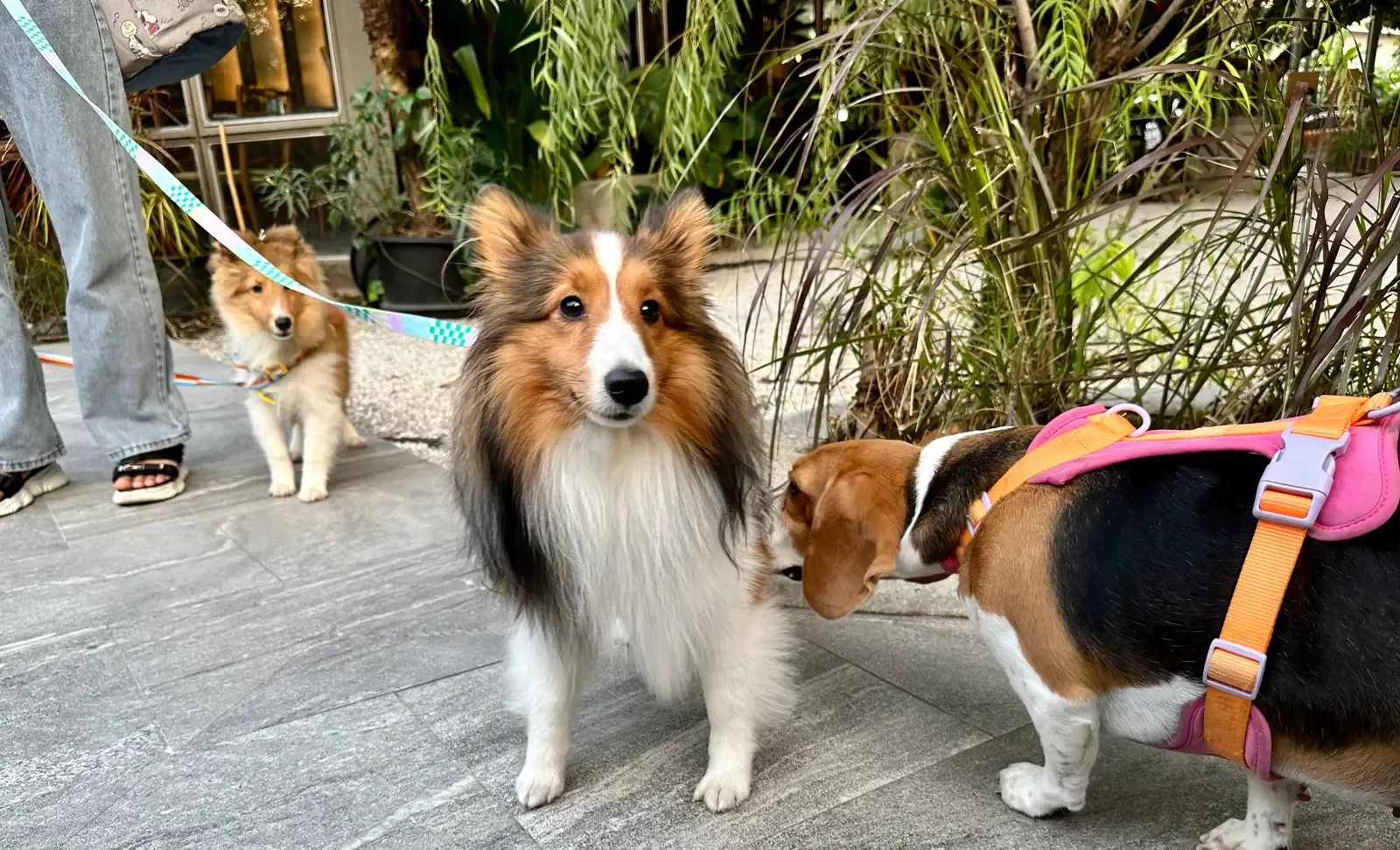 Beagle (Image Credits: Wikimedia)