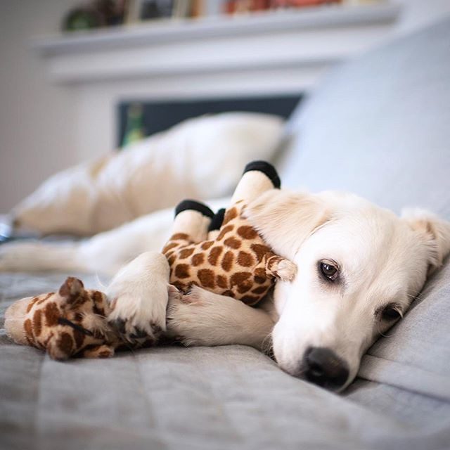 The Emotional Comfort Connection (Image Credits: Flickr)