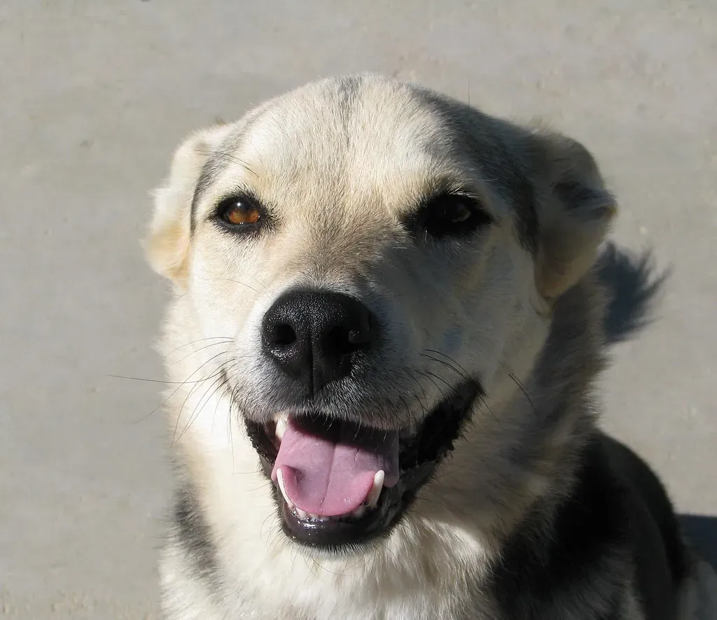 Soft Eyes That Seem To Smile (Image Credits: Flickr)