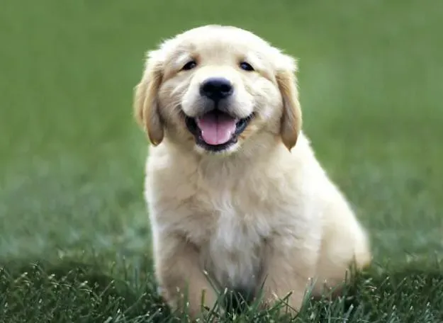 #13: How the Dog Responds to a Calm, Neutral "No" (rociomas, Flickr, CC BY 2.0)