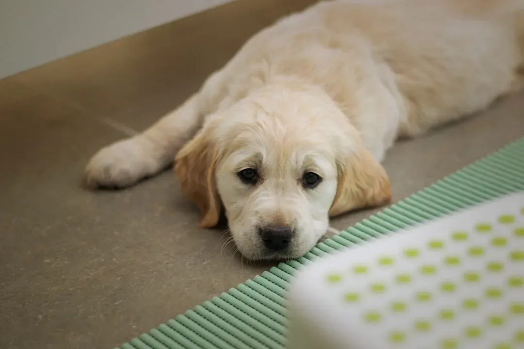 8. Puppy Pads and an Enzymatic Cleaner (Image Credits: Unsplash)