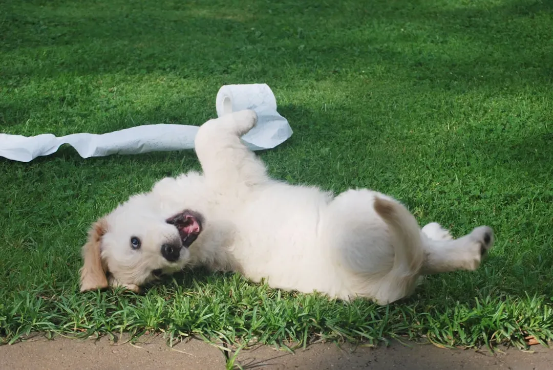 #2 - Believing the Yard Is Optional and Potty Pads Are Wherever Grandma Points (Image Credits: Unsplash)