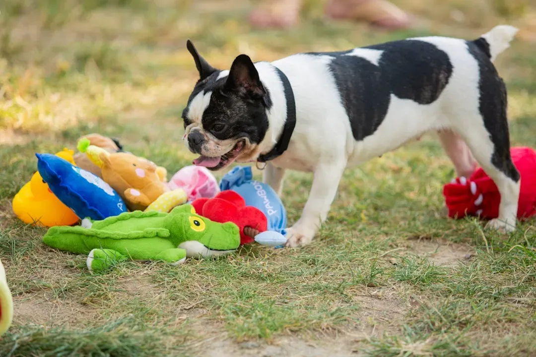 9. Forgetting to Remove Toys, Bones, and Shared Items (Image Credits: Unsplash)