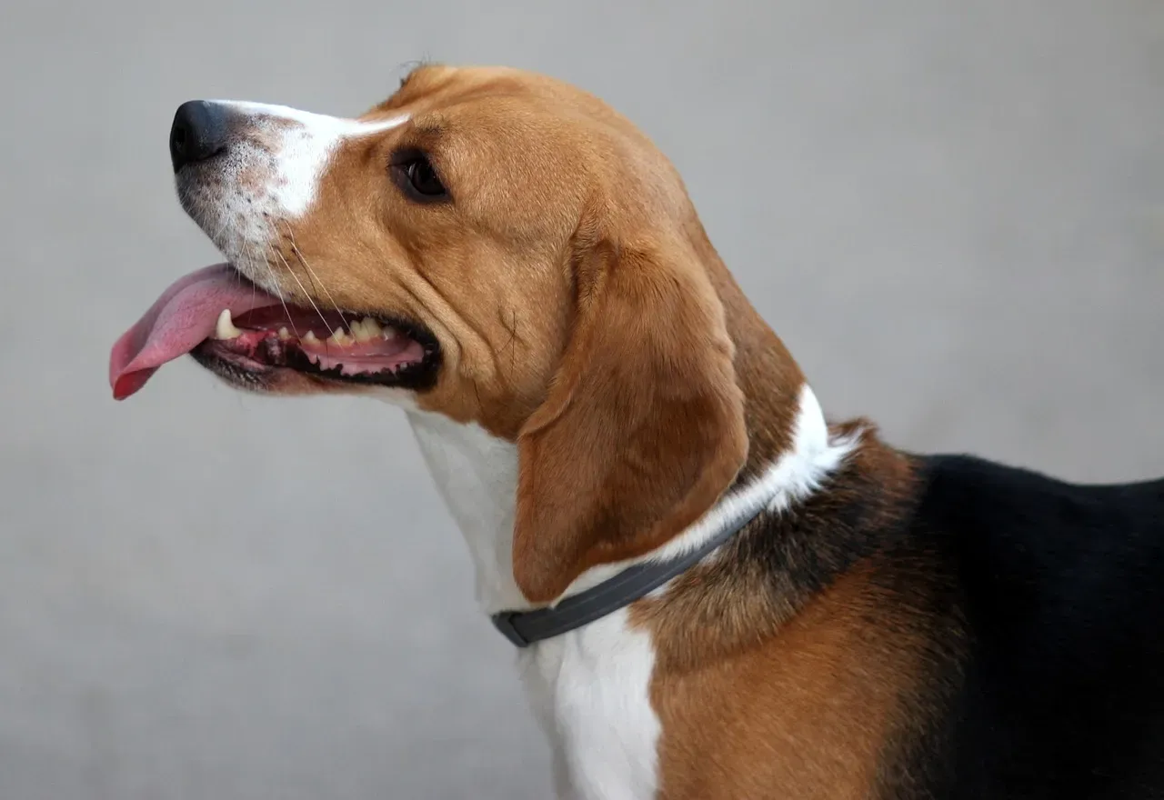 The Beagle: A Nose That Never Stops, a Spirit That Never Quits (Image Credits: Pixabay)