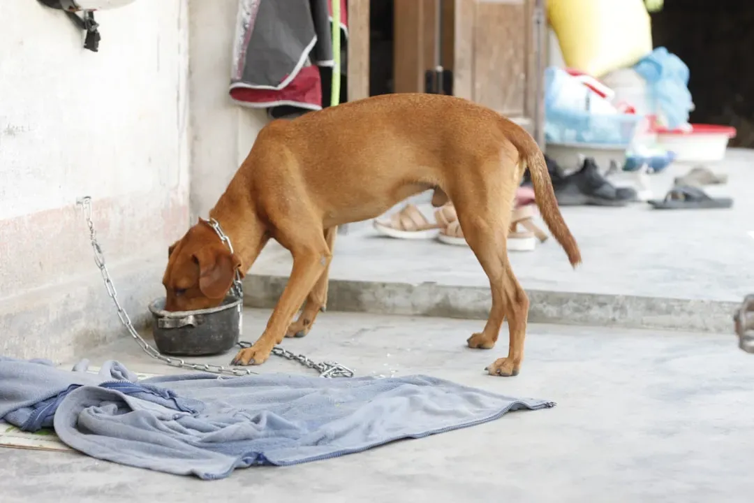 #3 - Their Eating Style Shifts From Scarcity Mode to "Meh, I'll Finish Later" (Image Credits: Unsplash)