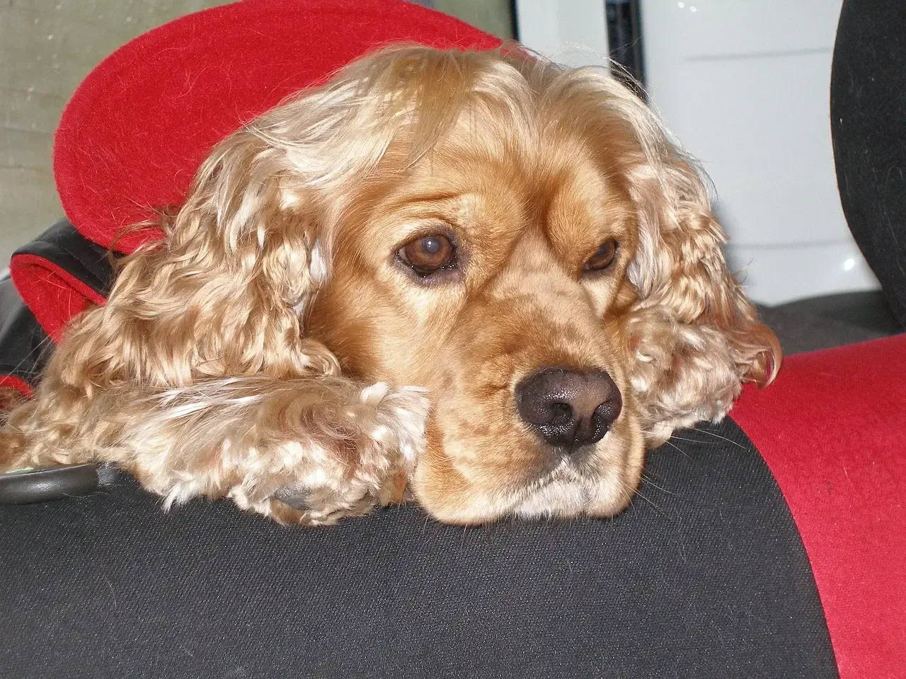 Cocker Spaniels (Image Credits: Pixabay)
