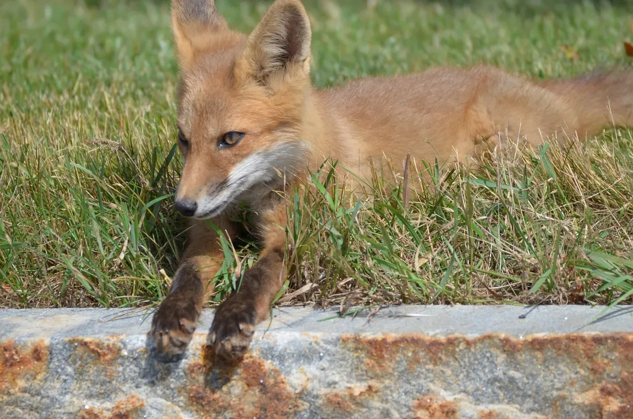 #11 Aquarius (January 20 – February 18): The Kit Fox (Image Credits: Pixabay)