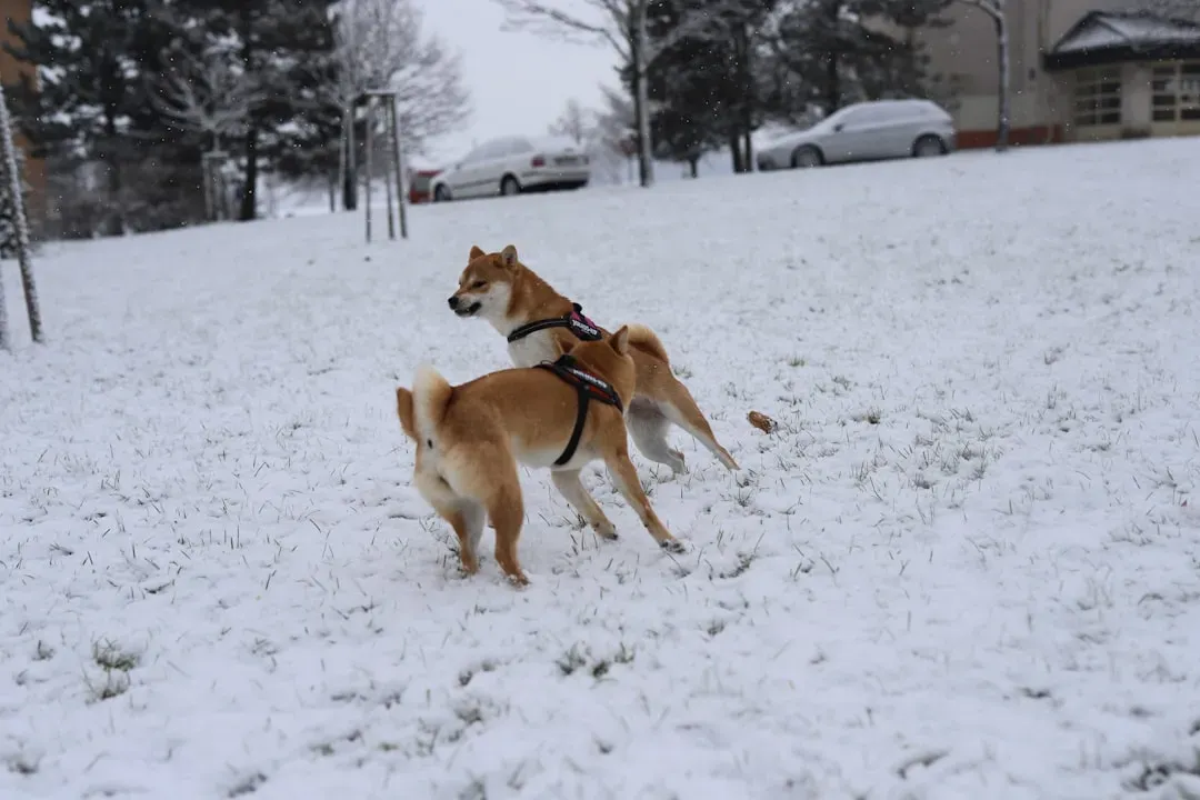 The Hidden Dangers Lurking in Winter Wonderlands (Image Credits: Unsplash)