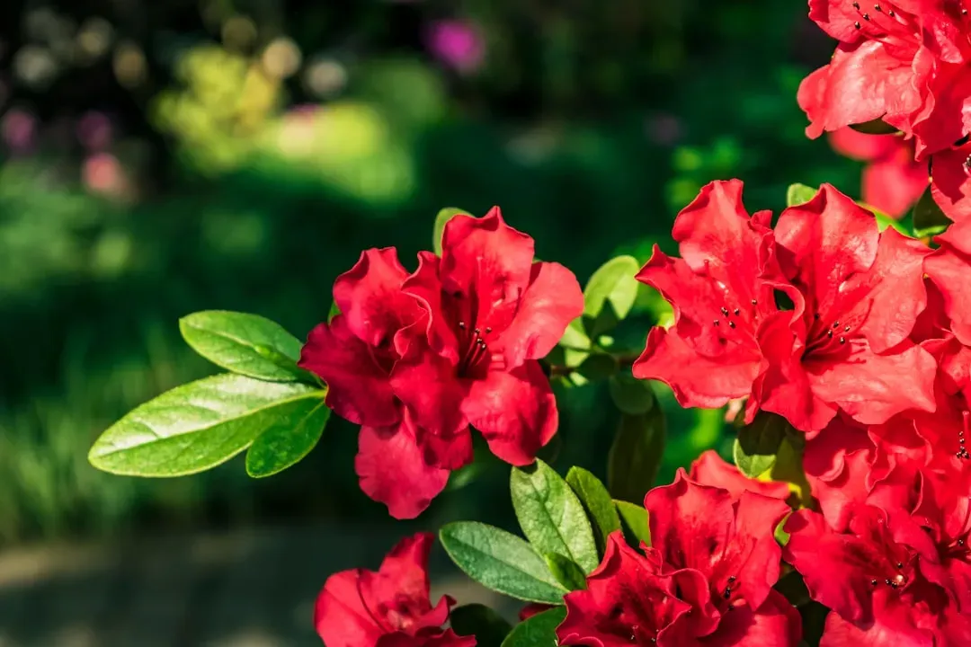 1. Azalea: The Beautiful Deceiver (Image Credits: Unsplash)