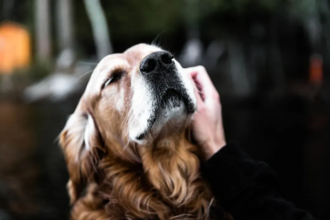Conclusion: Your Dog Is Already Saying Thank You (Image Credits: Unsplash)