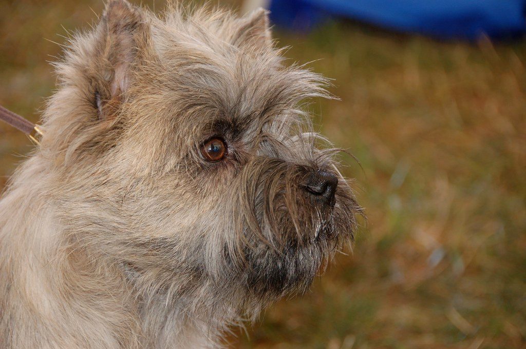 Cairn Terrier (Image Credits: Flickr)