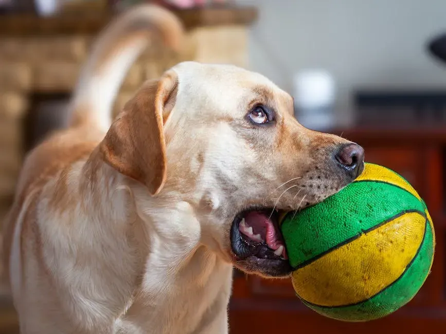 2. Labrador Retriever: The Eternally Enthusiastic Best Friend (Image Credits: Pexels)