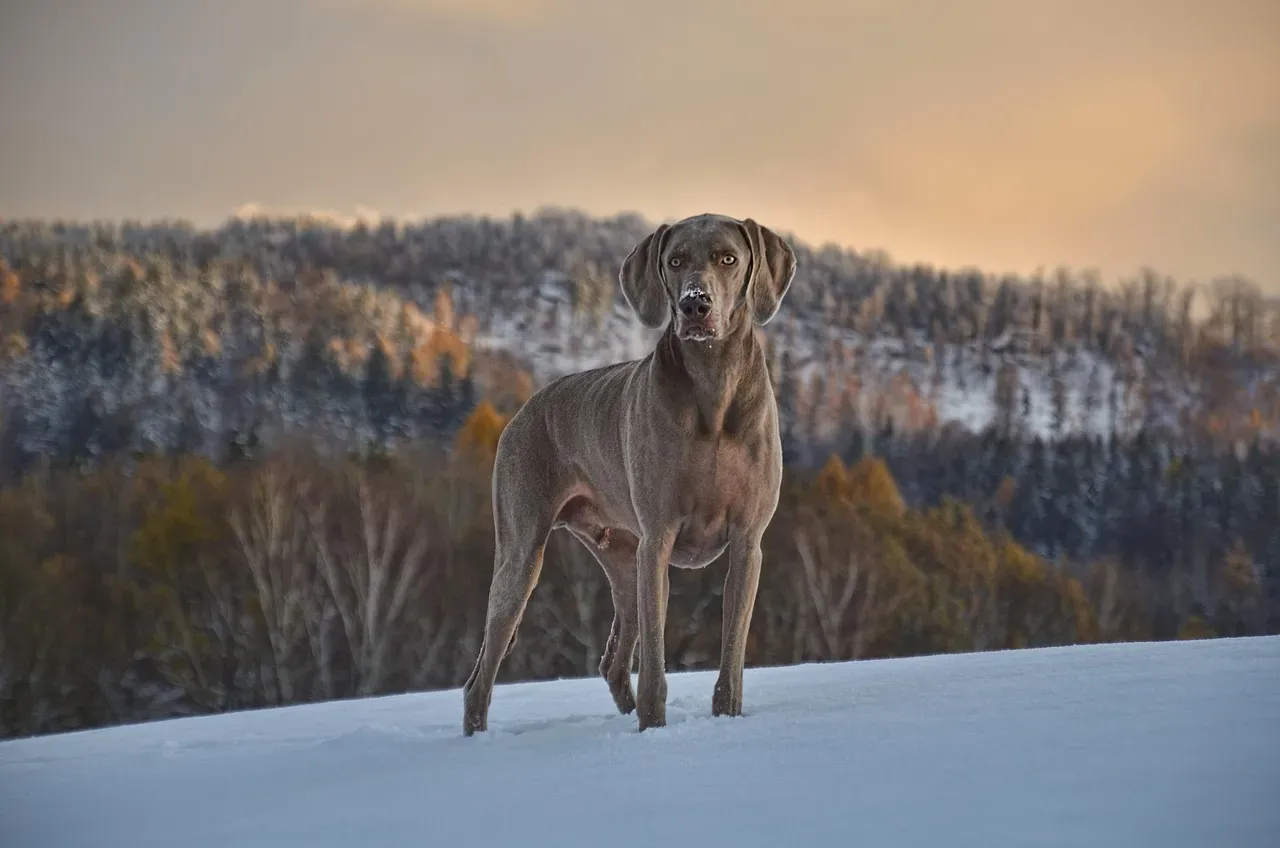 Weimaraner: The Clingy Shadow Dog (Image Credits: Pixabay)