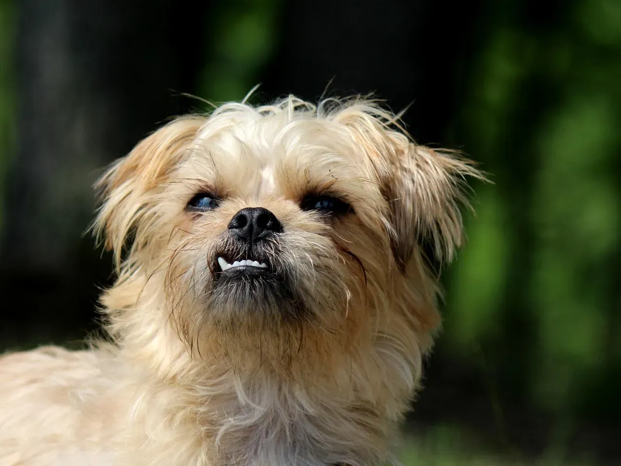 Brussels Griffon: The Sensitive Soul (Image Credits: Pixabay)