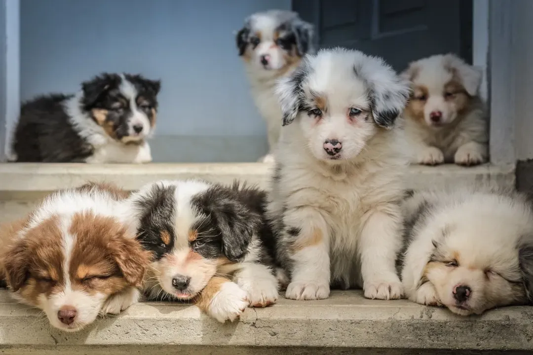 #1 The First Lessons About Being a Dog (Image Credits: Unsplash)