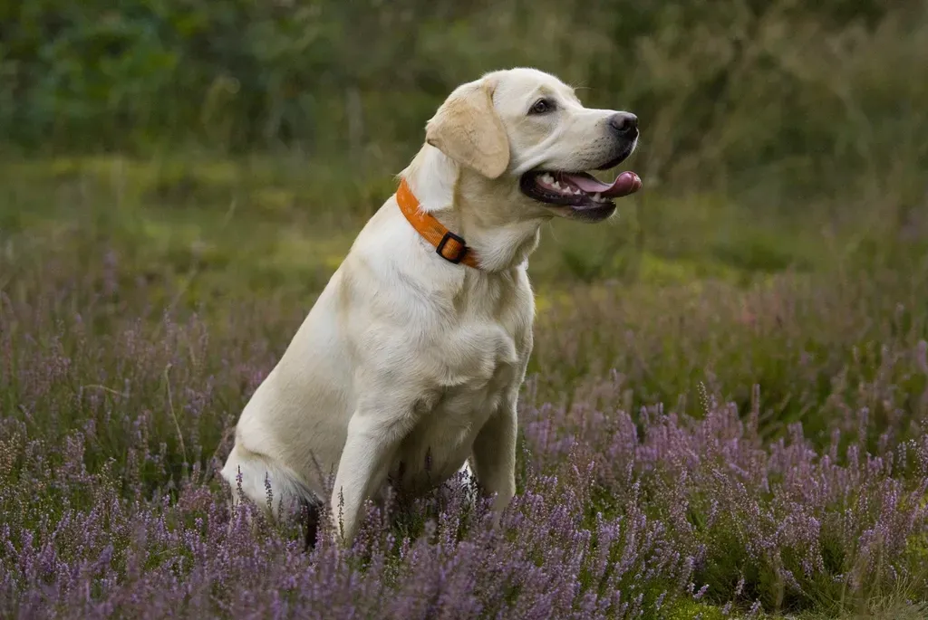 1. Labrador Retriever - Washington's Undisputed Top Dog (Image Credits: Rawpixel)
