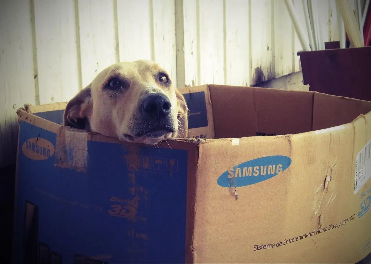 The Humble Cardboard Box: Your Dog's Personal Playground (Image Credits: Pixabay)