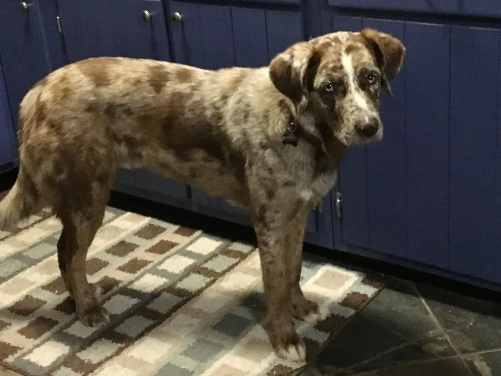 The Dramatic Sigh (Image Credits: Flickr)