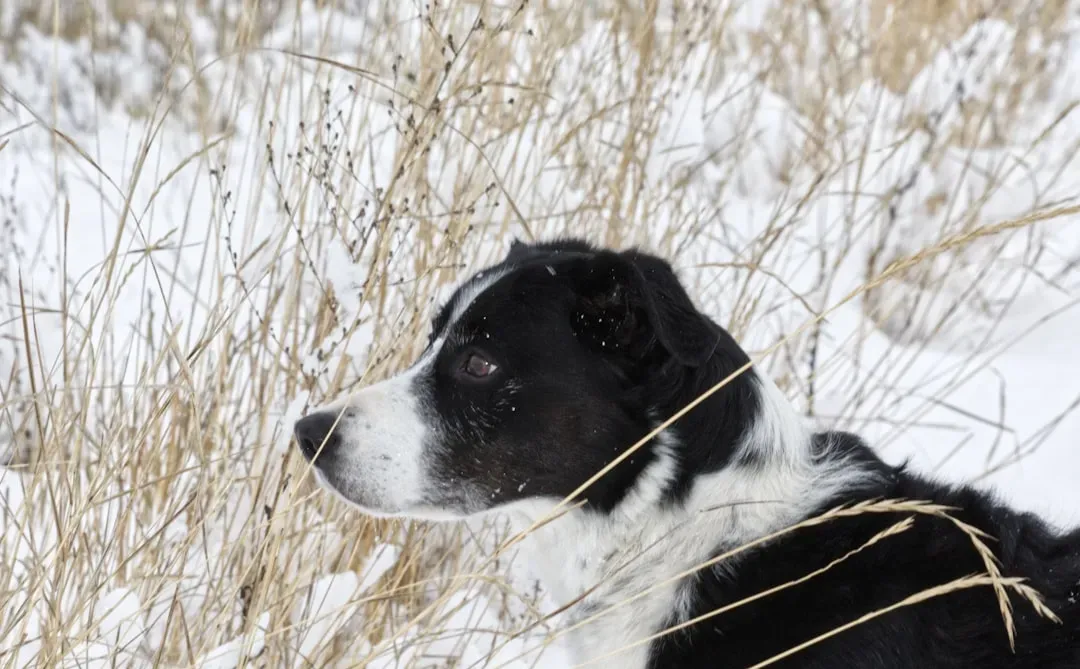 3. Border Collie: The Predictive Empath (Image Credits: Unsplash)