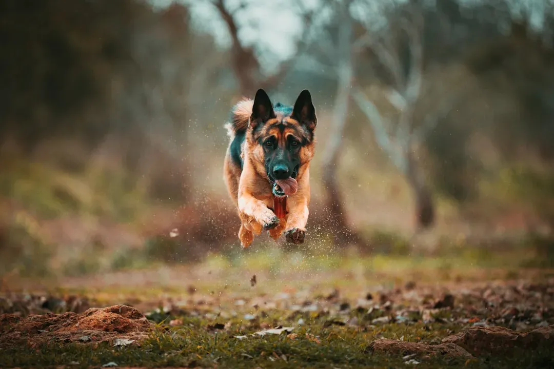 Trainability and Work Ethic: Smart vs. Intense Smart (Image Credits: Unsplash)
