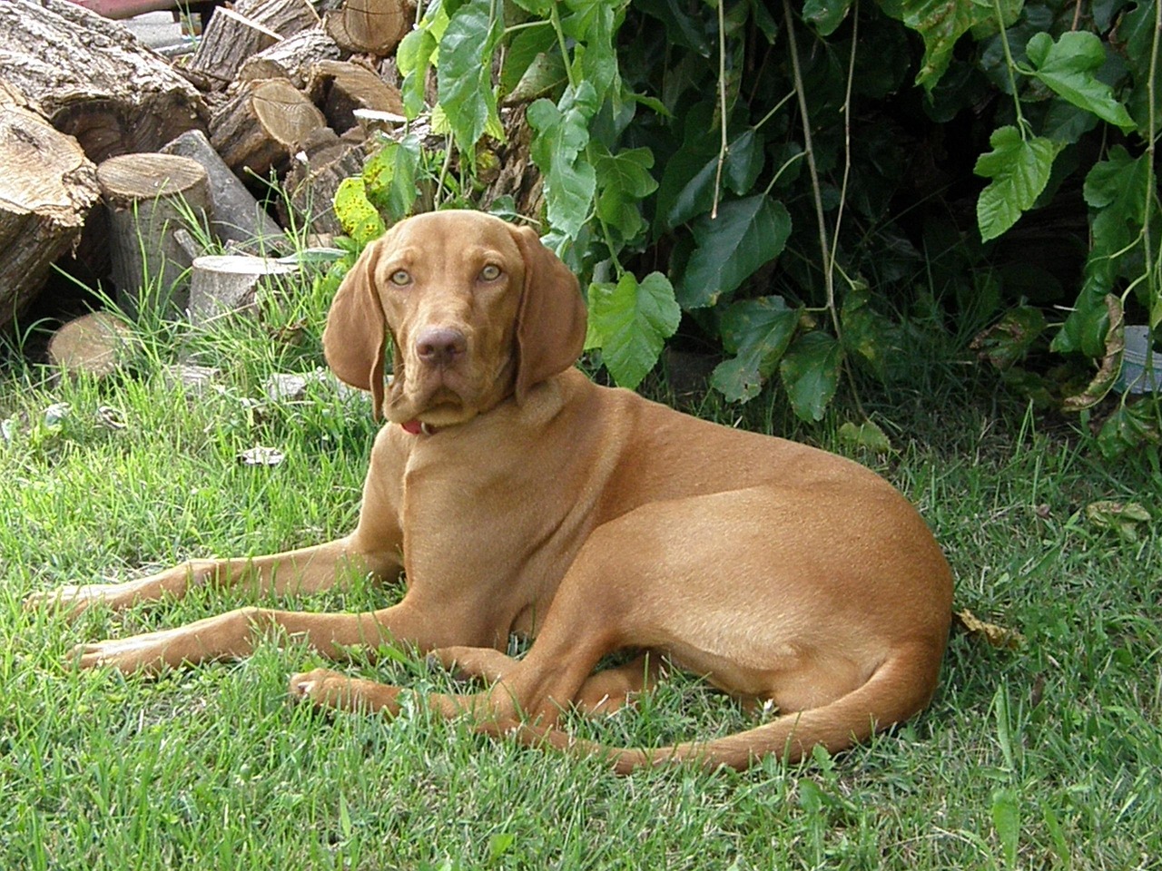 Vizslas: Athletic Schedule Keepers (Image Credits: Pixabay)