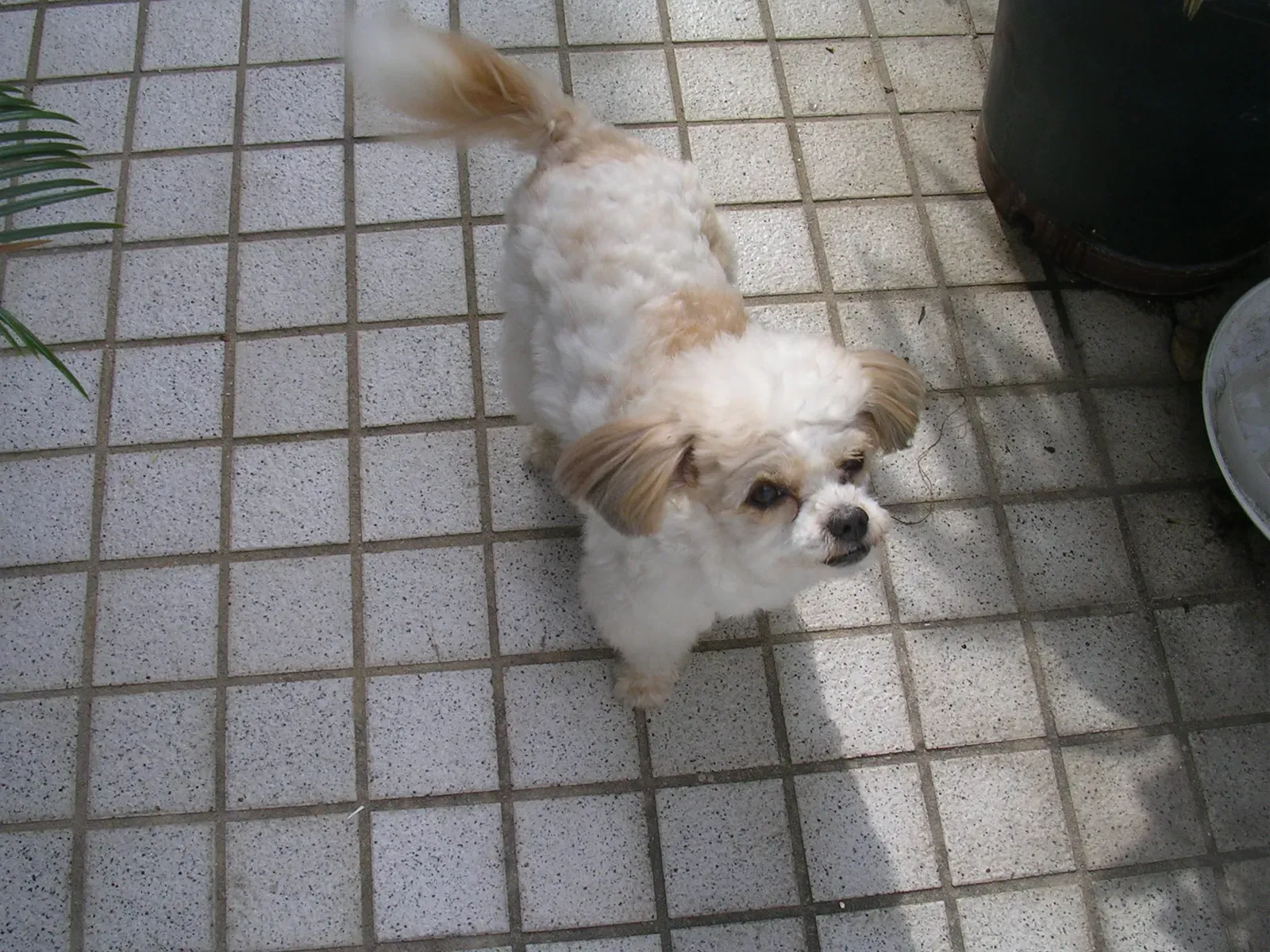 Different Wag Styles Tell Different Stories (Image Credits: Wikimedia)