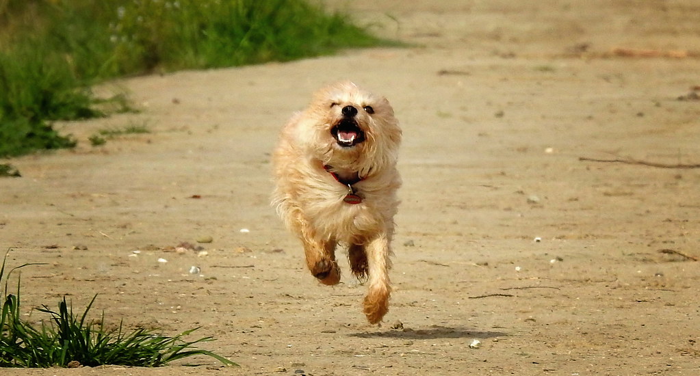 The Legendary Zoomies Phenomenon (Image Credits: Flickr)