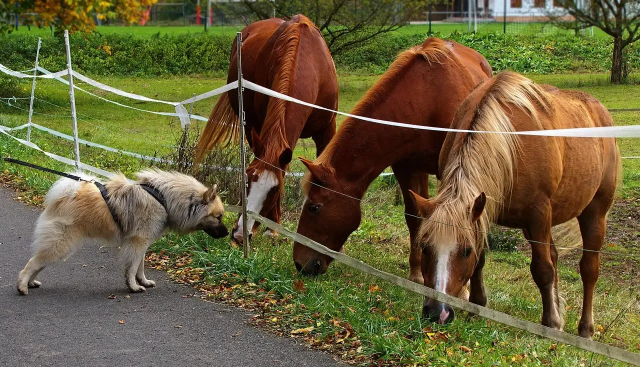 #13 - The Wildlife Encounter They Never Got to Finish (Image Credits: Pixabay)