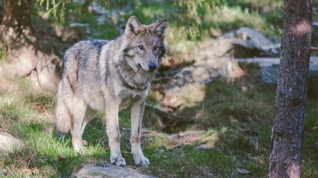 Alaska: The Last Great Wilderness for Wolves (Image Credits: Unsplash)