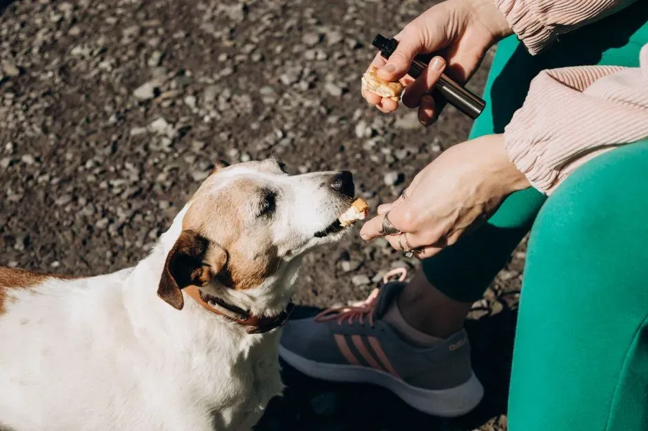#5 - The Treat Test: Food Motivation Under Pressure (Image Credits: Pexels)