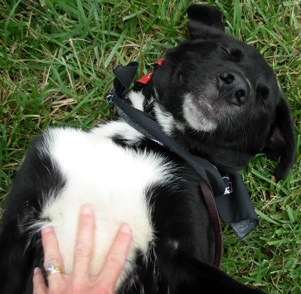 What If Your Dog Doesn't Like Belly Rubs? (Image Credits: Flickr)