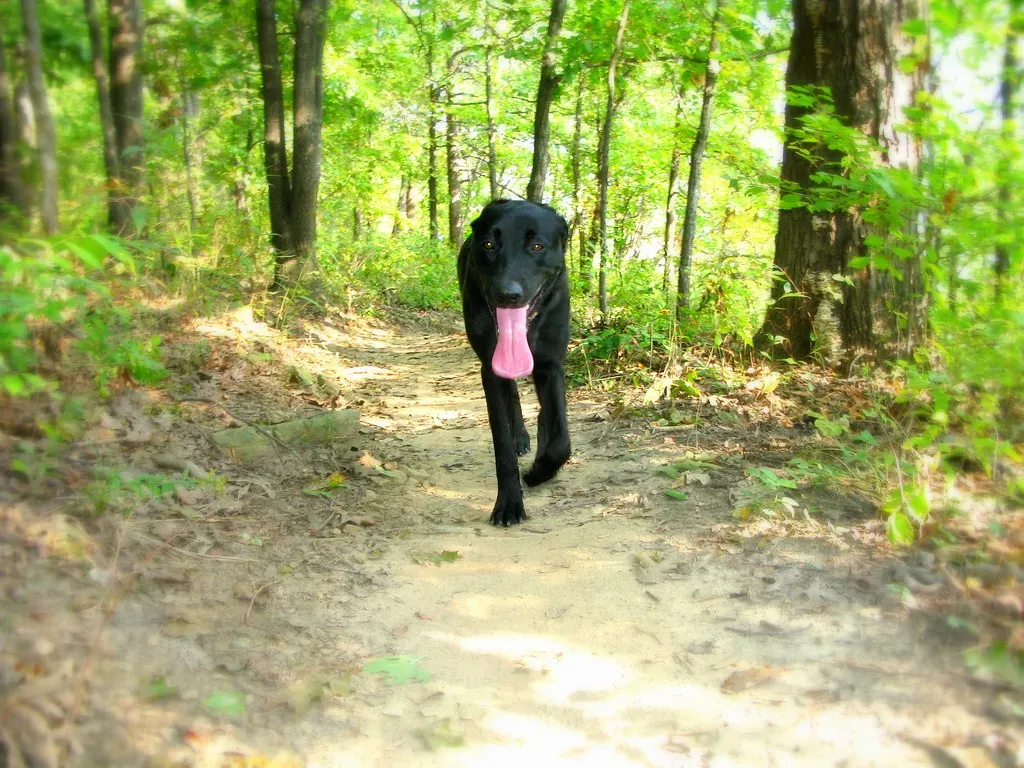 Pennsylvania: A Lab-Loving Commonwealth (Image Credits: Flickr)