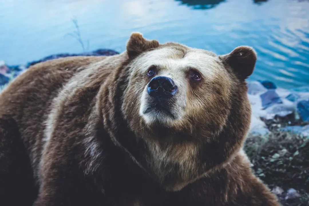 #2. Taurus (April 20 – May 20): The Bear (Image Credits: Unsplash)