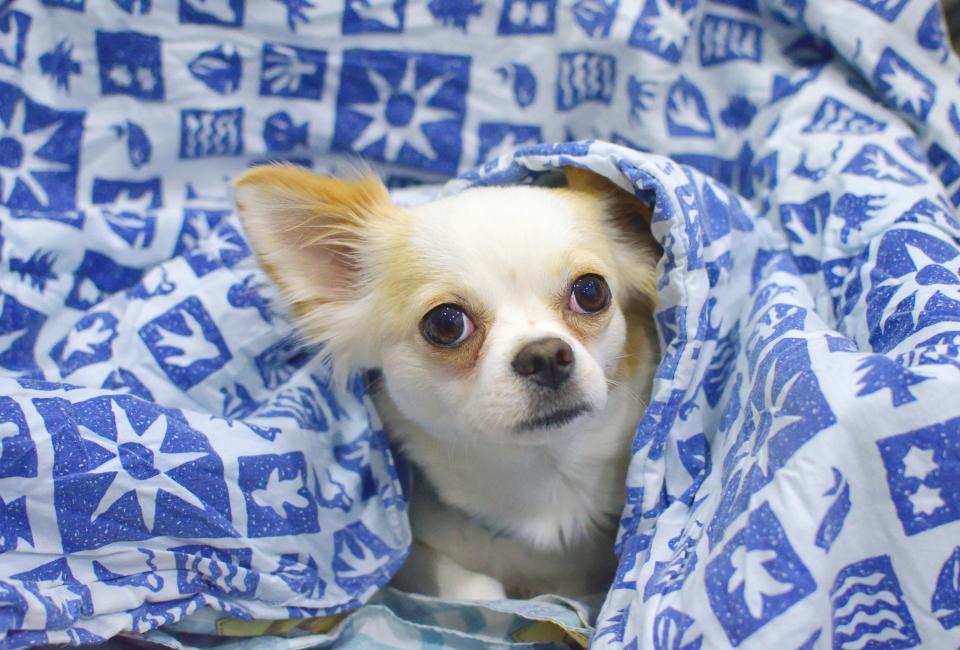 Chihuahua: The Pocket-Sized Powerhouse (Image Credits: Stocksnap)