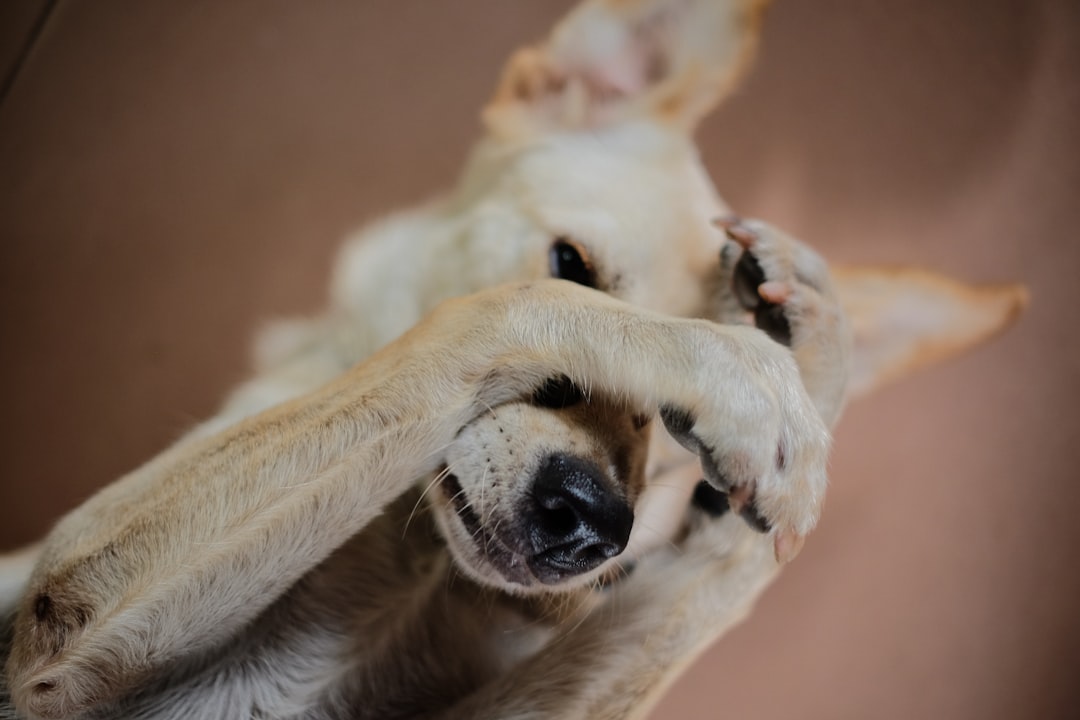 How to Recognize Your Dog's Introvert Traits (Image Credits: Unsplash)