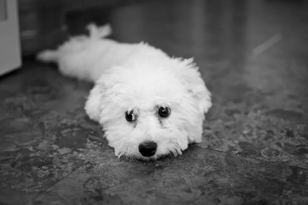 Bichon Frise: The Cheerful Cloud (Image Credits: Flickr)